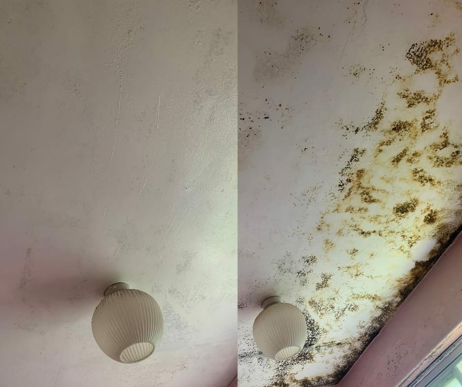  Professional Mould Removal in Kent