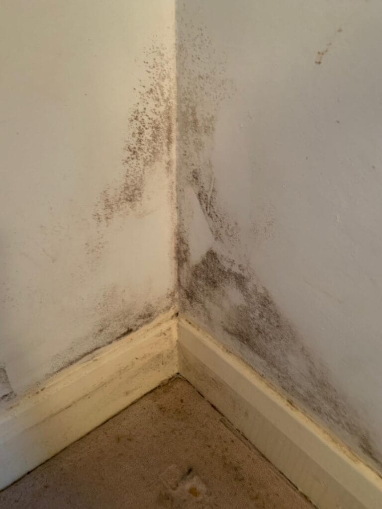 Expert Mould Removal Solutions